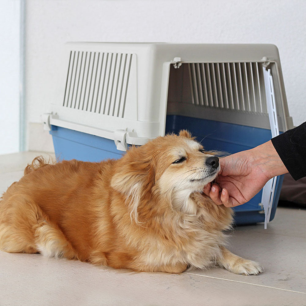 Chien roux allongé devant une caisse de transport bleue et blanche, recevant des caresses. Accessoire de voyage pour animaux, confort et sécurité.