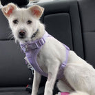 Chien blanc assis dans une voiture, portant un harnais violet. Animal de compagnie, sécurité en voiture, transport canin, accessoires pour chiens.