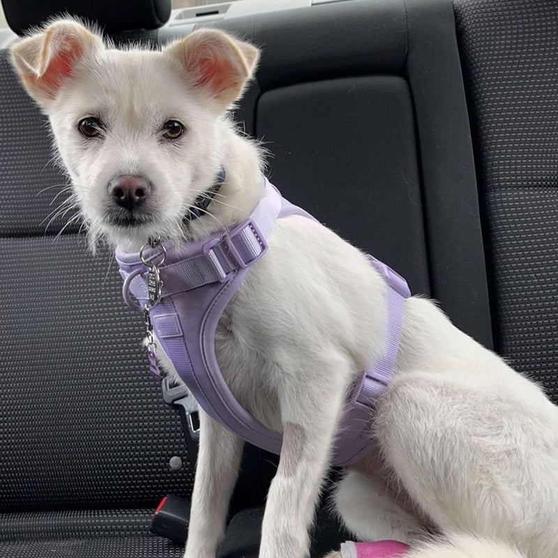 Chien blanc assis dans une voiture, portant un harnais violet. Animal de compagnie, sécurité en voiture, transport canin, accessoires pour chiens.