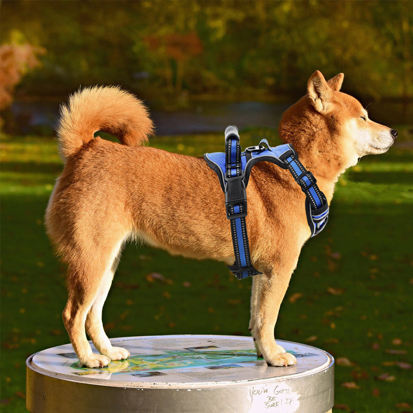 Chien Shiba Inu debout sur une table en plein air, portant un harnais bleu. Soleil d'automne, parc verdoyant en arrière-plan.