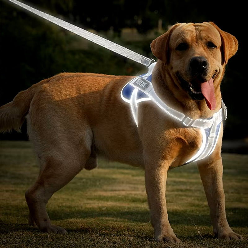 Chien Labrador avec harnais réfléchissant lumineux, en promenade sur l'herbe. Accessoire de sécurité pour animaux, idéal pour la nuit.