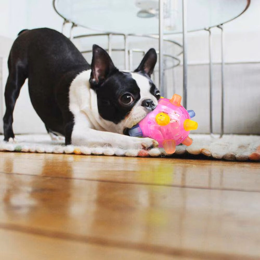 Chien Boston Terrier jouant avec un jouet interactif rose sur un sol en bois. Jouet pour chien, divertissement canin, accessoire pour animaux.