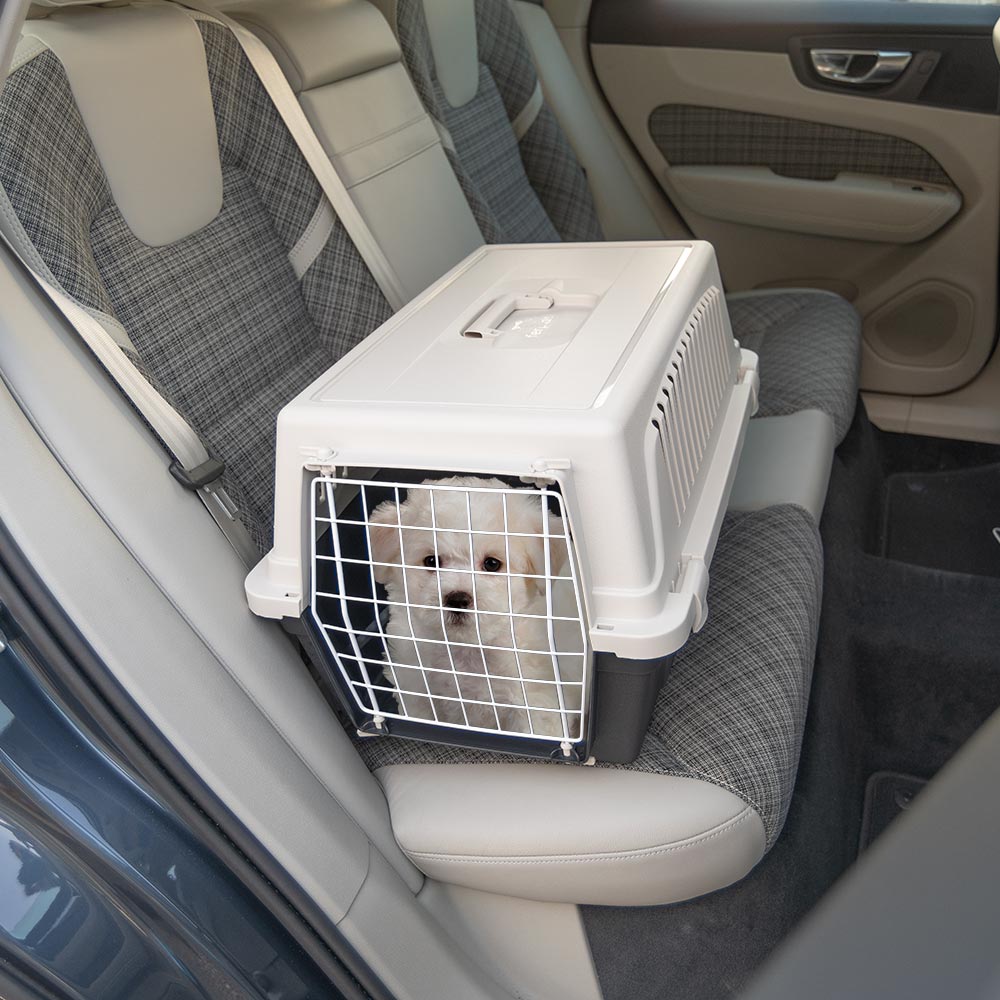 Chien blanc dans une caisse de transport sur le siège arrière d'une voiture. Transporteur pour animaux, sécurité en voiture, voyage avec chien.