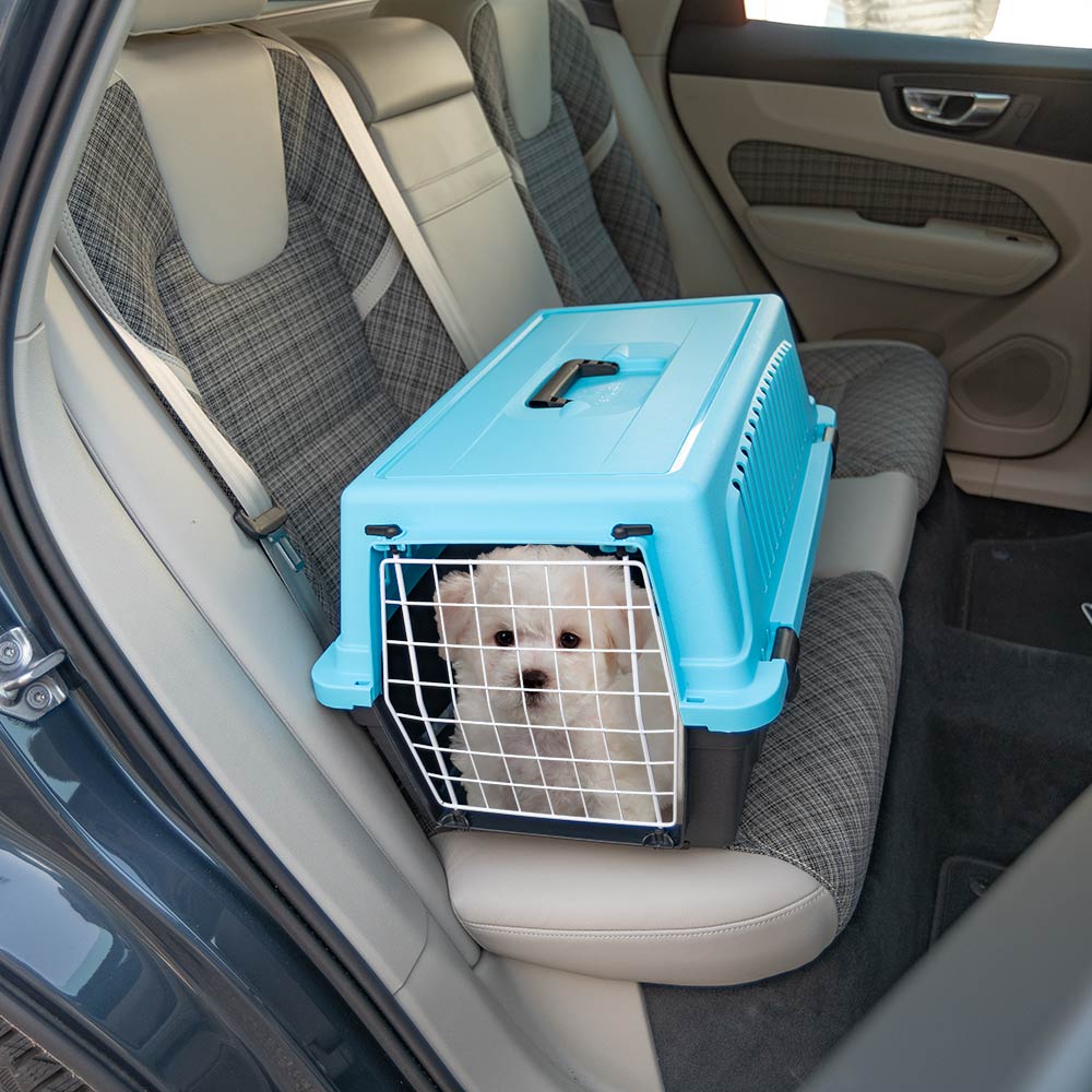 Chien blanc dans une caisse de transport bleue sur le siège arrière d'une voiture. Transport sécurisé pour animaux de compagnie en voyage.