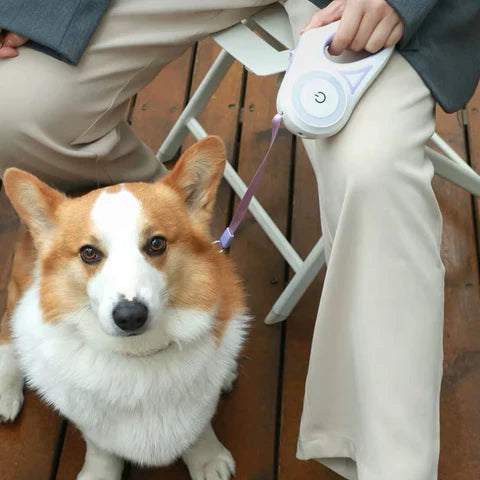 Chien Corgi assis à côté d'une personne tenant une laisse rétractable violette, sur une terrasse en bois. Accessoires pour animaux, promenade.