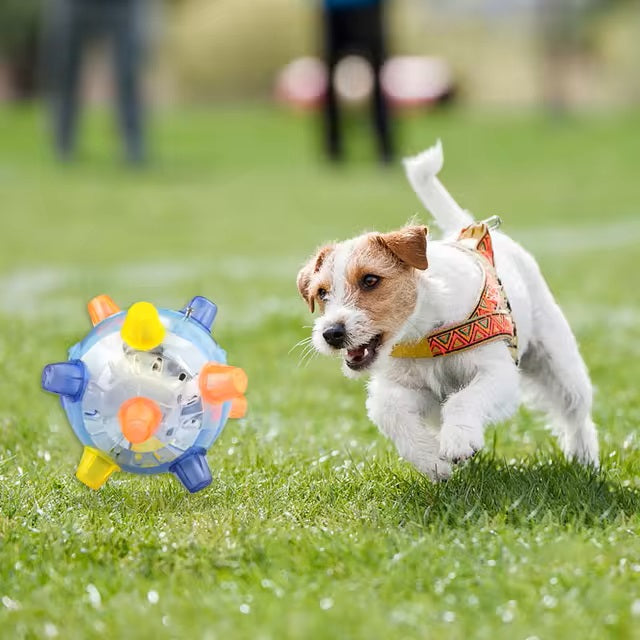 Chien Jack Russell jouant avec une balle interactive colorée sur l'herbe. Jouet pour chien, activité extérieure, animal de compagnie actif.