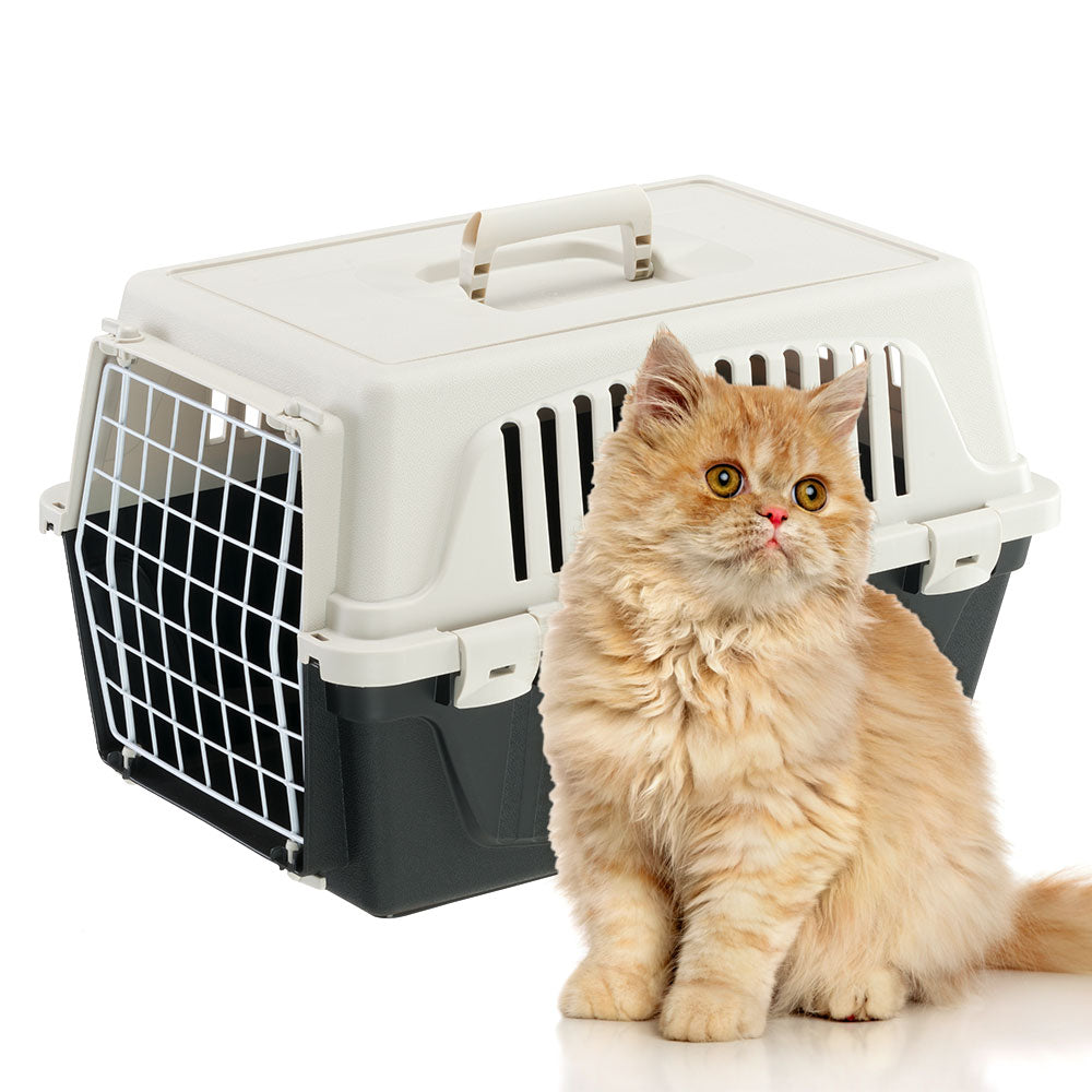 Chat ouvert : Chat persan roux assis devant une caisse de transport pour animaux, boîte de transport pour chat, accessoire de voyage pour animaux.