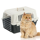 Chat ouvert : Chat persan roux assis devant une caisse de transport pour animaux, boîte de transport pour chat, accessoire de voyage pour animaux.