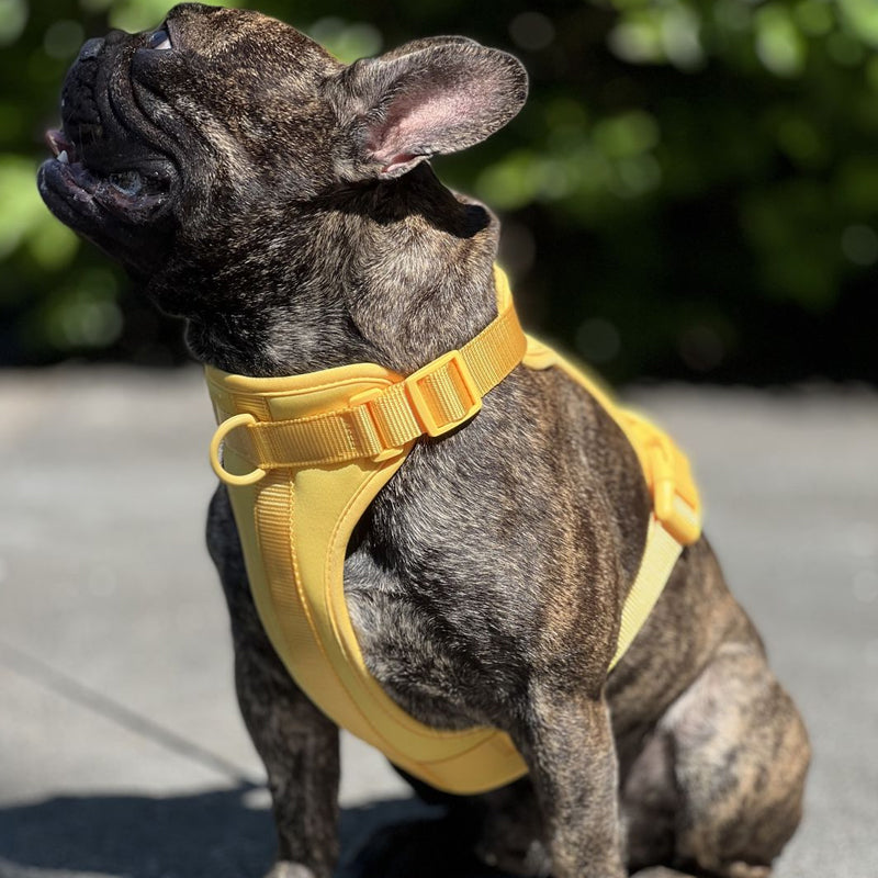 Bouledogue français bringé portant un harnais jaune vif, assis sur un trottoir ensoleillé, avec un fond de verdure floue.