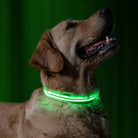 Chien portant un collier LED vert lumineux, idéal pour la sécurité nocturne. Accessoire pour animaux de compagnie, visibilité accrue, design moderne.