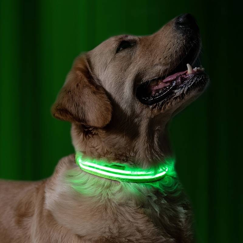 Chien portant un collier LED vert lumineux, idéal pour la sécurité nocturne. Accessoire pour animaux de compagnie, visibilité accrue, design moderne.