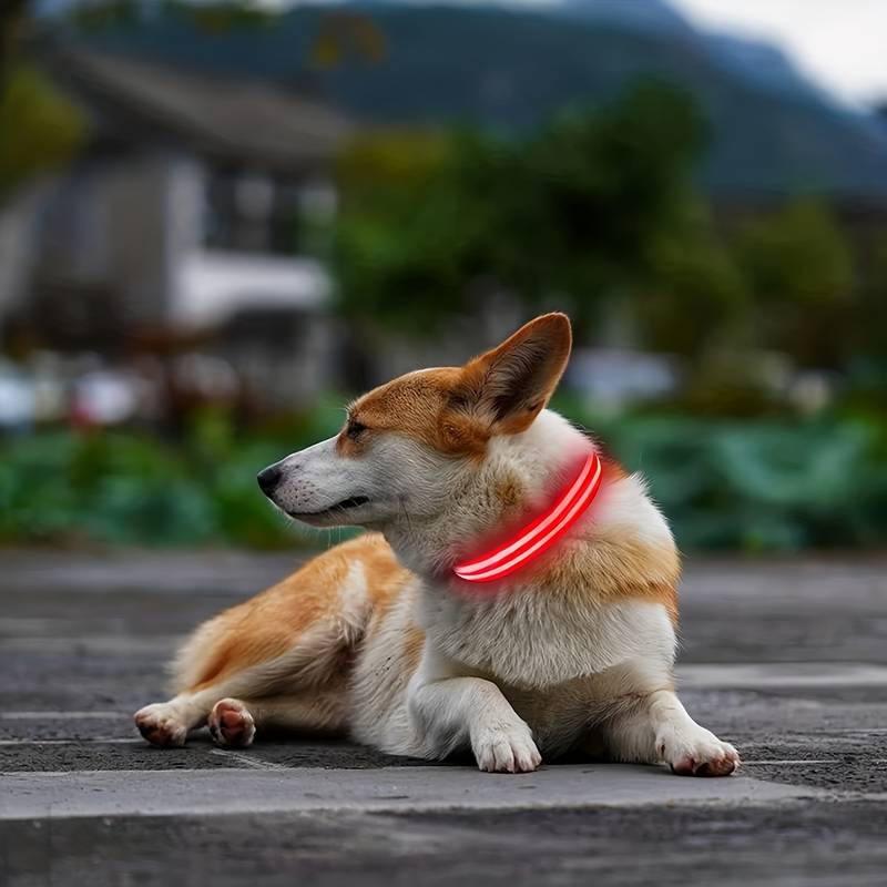 Chien Corgi allongé portant un collier LED rouge lumineux, idéal pour la sécurité nocturne. Accessoire pour animaux, promenade, visibilité.