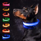 Chien Doberman avec collier LED lumineux bleu, options multicolores affichées à gauche. Accessoire sécurité nocturne pour animaux.