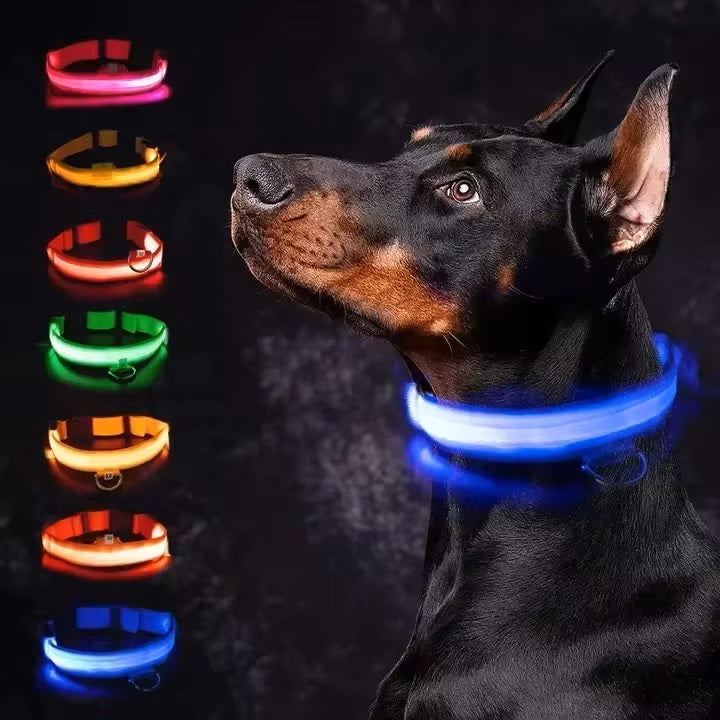 Chien Doberman avec collier LED lumineux bleu, options multicolores affichées à gauche. Accessoire sécurité nocturne pour animaux.
