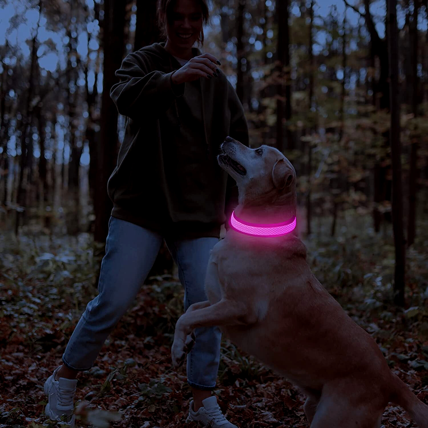 Chien portant un collier LED rose vif dans une forêt, accompagné d'une personne. Accessoire lumineux pour animaux, sécurité nocturne.