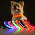 Chien portant un collier LED lumineux orange, entouré de colliers LED multicolores. Accessoire pour animaux, sécurité nocturne, mode canine.