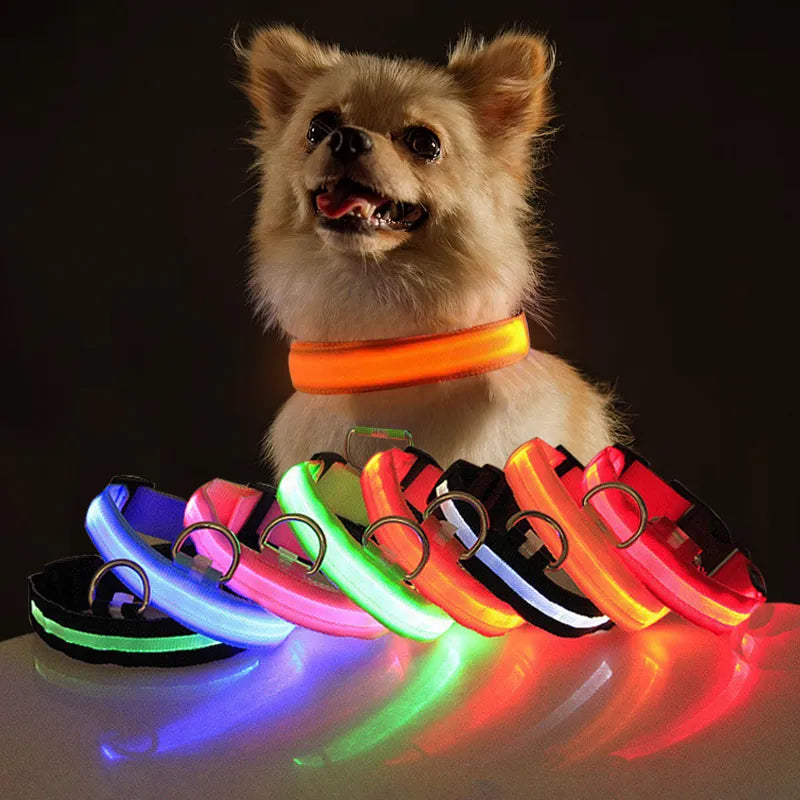Chien portant un collier LED lumineux orange, entouré de colliers LED multicolores. Accessoire pour animaux, sécurité nocturne, mode canine.