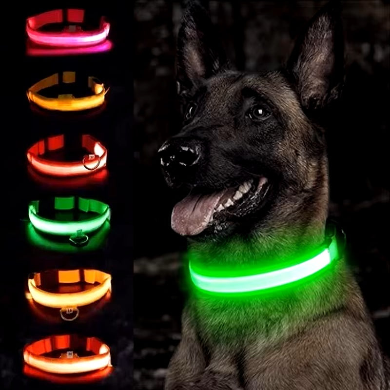Chien portant un collier LED vert lumineux, avec plusieurs colliers LED colorés en arrière-plan. Accessoire de sécurité pour animaux de compagnie.