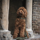 Chien marron avec collier Airtag vert, assis entre colonnes en pierre. Accessoire pour animaux, sécurité, localisation, design élégant.