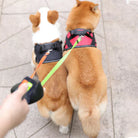Deux chiens en laisse double, harnais noir et rouge, marchant sur un trottoir. Accessoire pratique pour promener deux chiens simultanément.