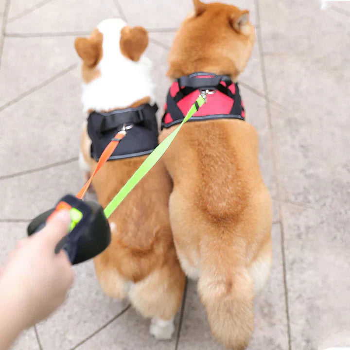 Deux chiens en laisse double, harnais noir et rouge, marchant sur un trottoir. Accessoire pratique pour promener deux chiens simultanément.