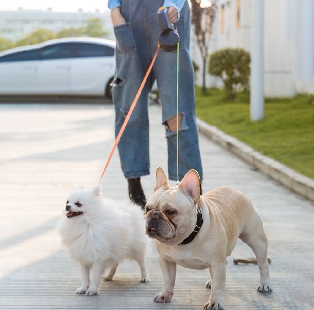 Deux chiens en laisse double, un bouledogue français et un spitz, marchant sur un trottoir. Accessoire pratique pour promener deux chiens.