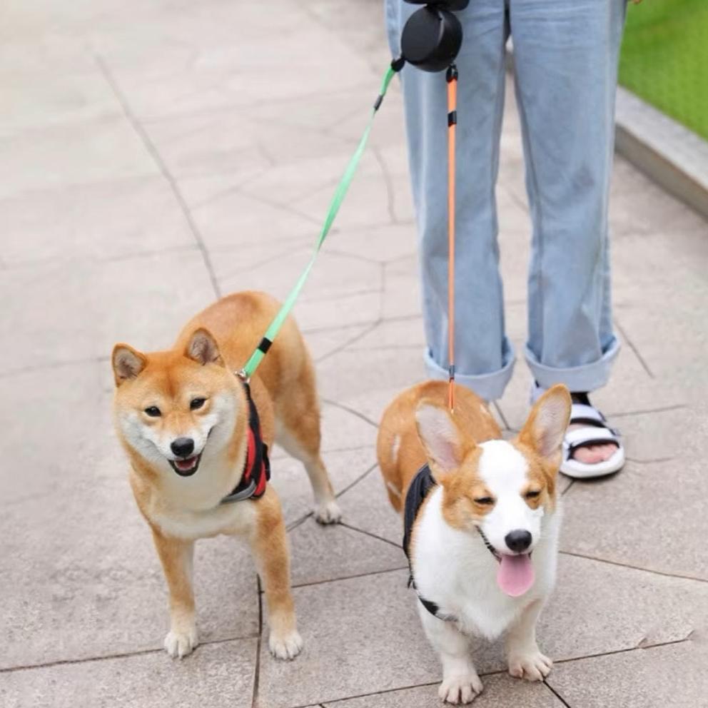 Deux chiens en laisse double, un Shiba Inu et un Corgi, marchant sur un trottoir avec une personne en jeans et sandales. Promenade canine urbaine.