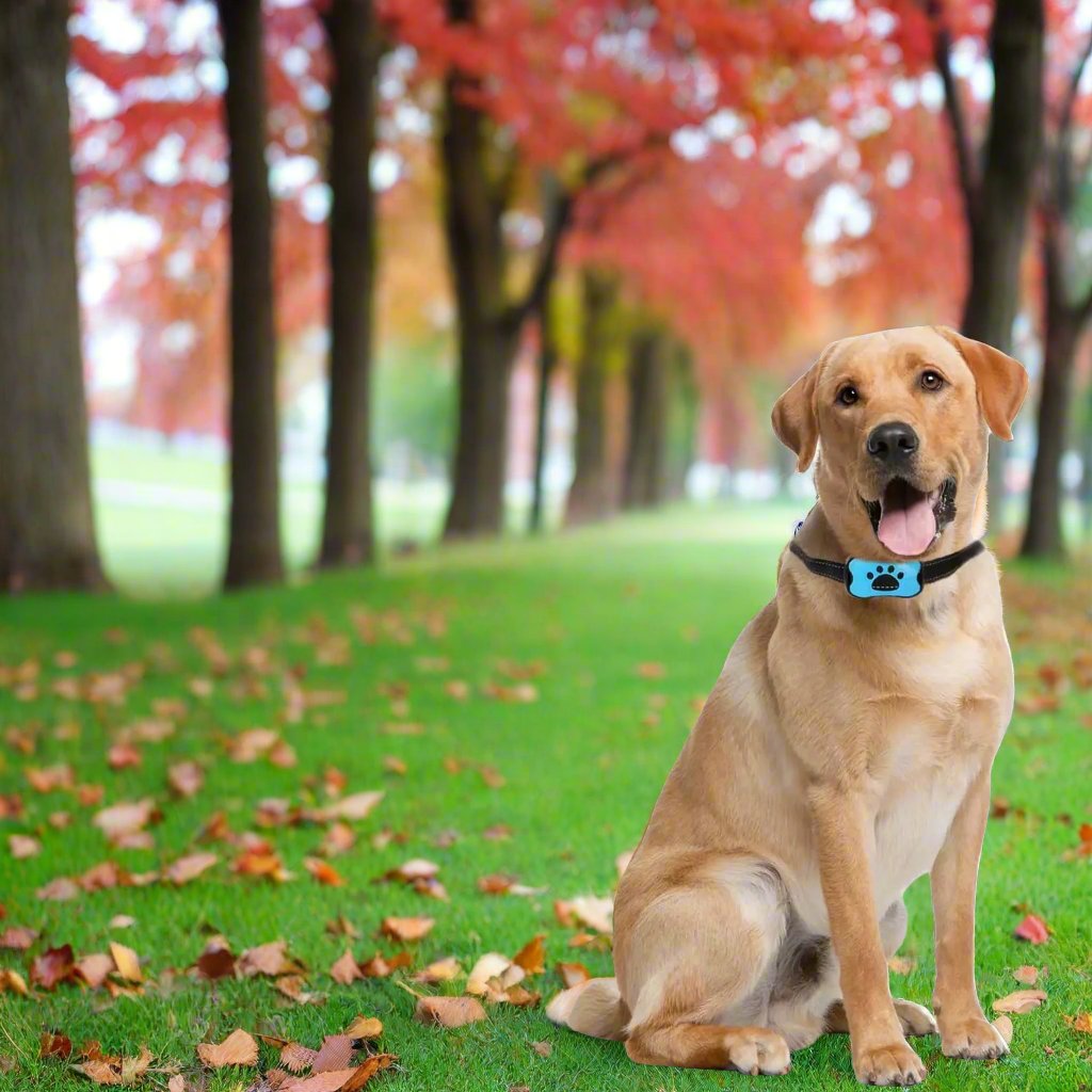 Chien labrador assis sur pelouse verte, portant un collier anti-aboiement bleu, entouré d'arbres aux feuilles d'automne rouges.