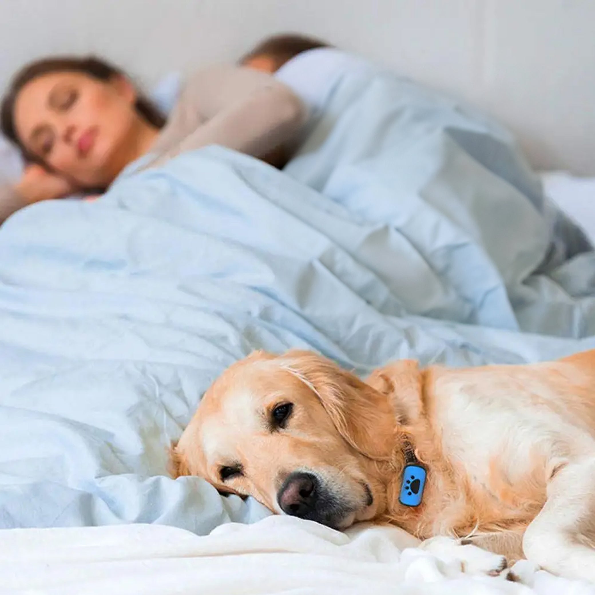 Chien labrador avec collier anti-aboiement bleu, allongé sur un lit, à côté d'un couple endormi. Accessoire pour chien, calme, maison.