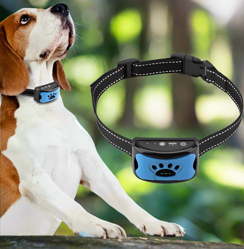Chien beagle portant un collier anti-aboiement bleu et noir, technologie moderne, dressage canin, extérieur, forêt en arrière-plan.
