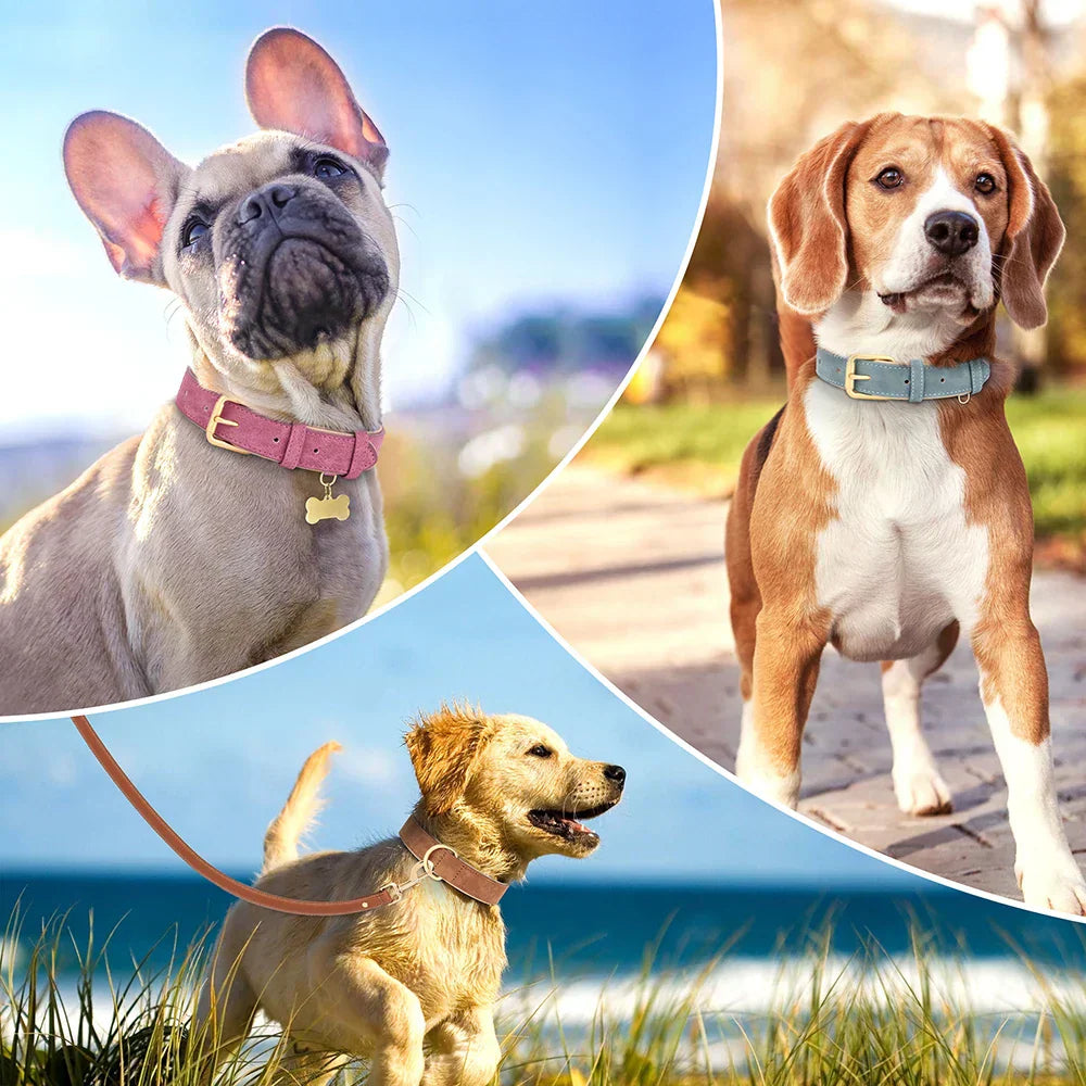 Chiens portant des colliers colorés en plein air. Bulldog français, beagle et golden retriever sur fond de nature. Accessoires pour animaux de compagnie.