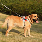 Chien Labrador beige portant un harnais rouge "Service Dog" en laisse, debout sur l'herbe. Animal de compagnie, assistance, dressage.