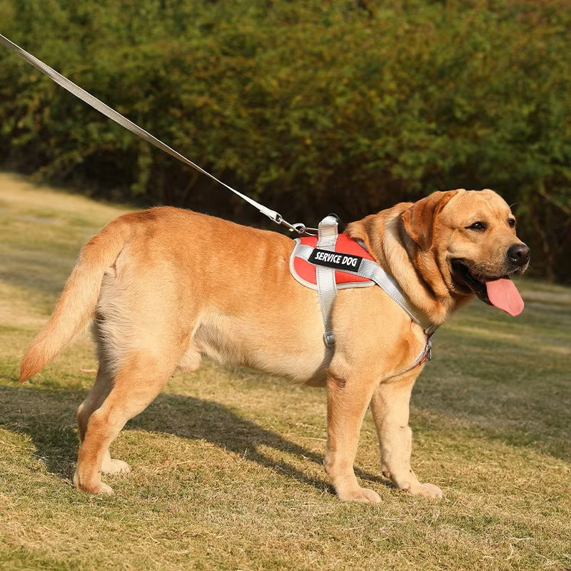 Chien Labrador beige portant un harnais rouge "Service Dog" en laisse, debout sur l'herbe. Animal de compagnie, assistance, dressage.