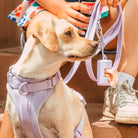 Chien portant un harnais violet, assis à côté d'une personne tenant une laisse et une canette de soda. Accessoires pour animaux de compagnie tendance.