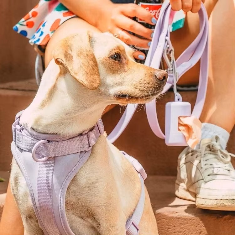 Chien portant un harnais violet, assis à côté d'une personne tenant une laisse et une canette de soda. Accessoires pour animaux de compagnie tendance.