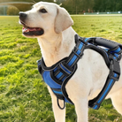 Chien labrador avec harnais bleu robuste dans un parc verdoyant, ensoleillé. Accessoire pour promenade, sécurité canine, extérieur.