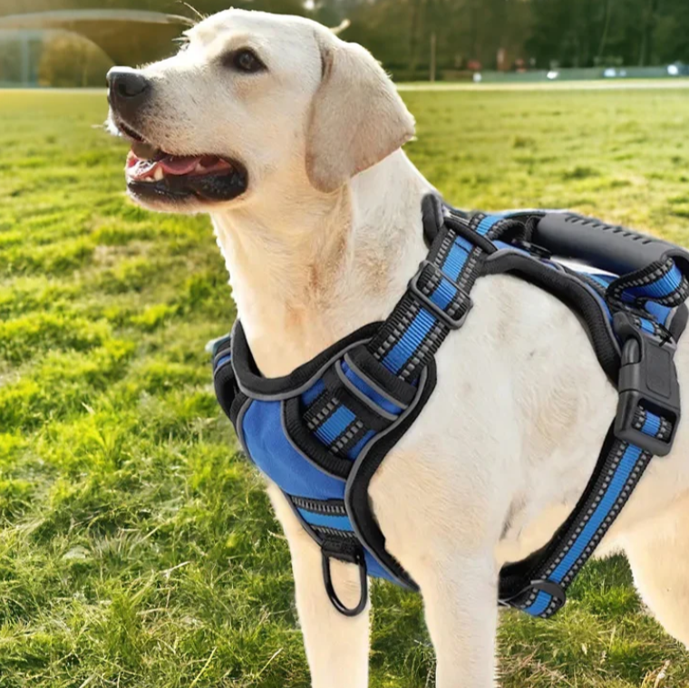 Chien labrador avec harnais bleu robuste dans un parc verdoyant, ensoleillé. Accessoire pour promenade, sécurité canine, extérieur.