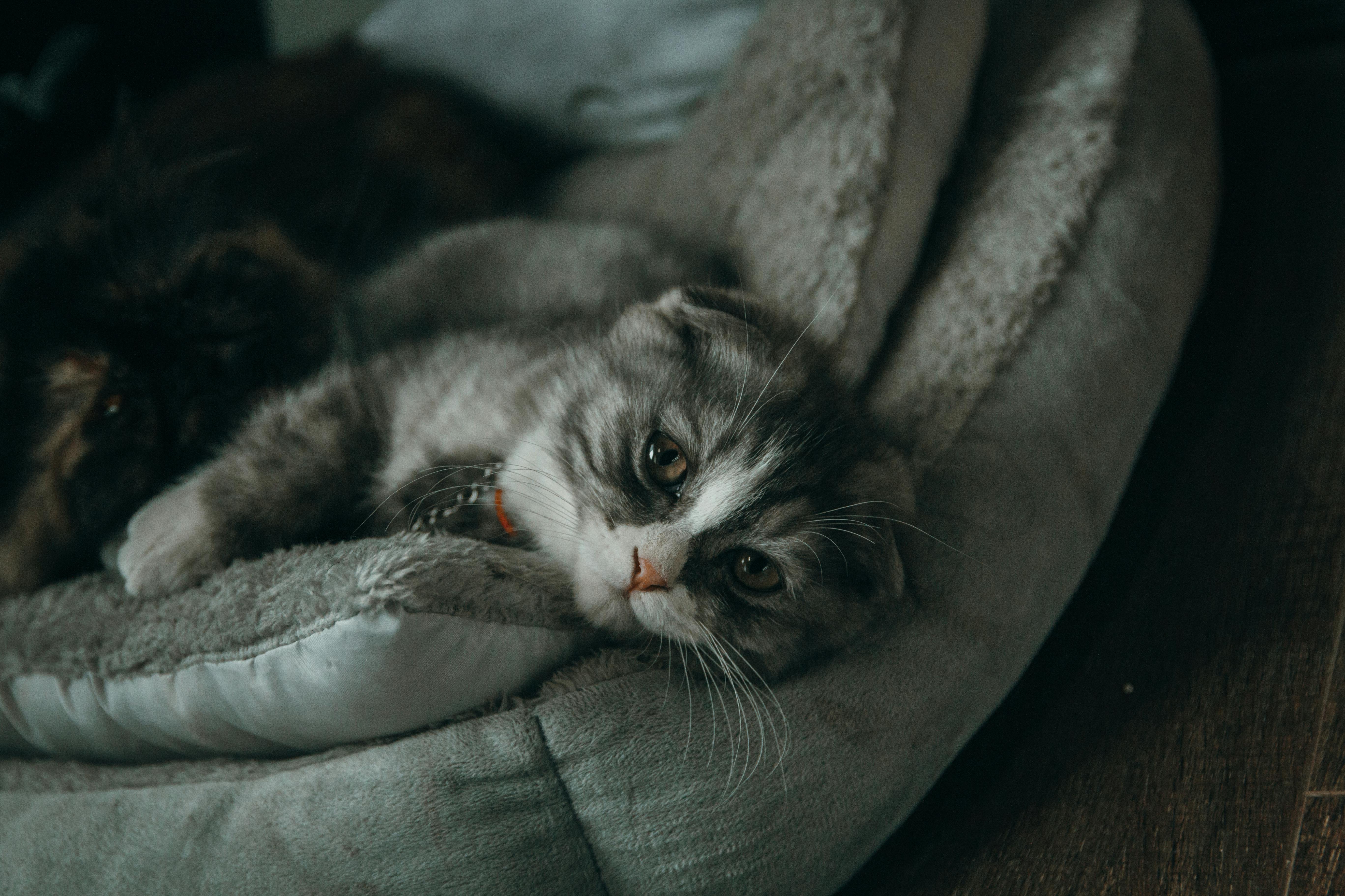 Chat gris allongé sur un coussin moelleux, regard détendu. Chat domestique, pelage doux, ambiance cosy. Photographie d'intérieur.